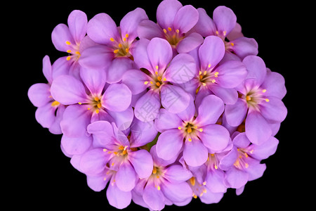 紫色花环新鲜香雪球高清图片