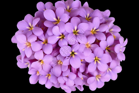 一束紫色的花图片