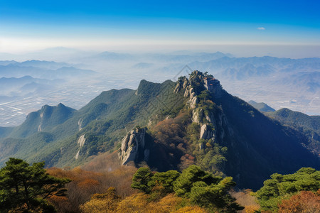 上山的树林图片