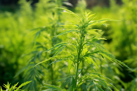 灌木丛里面的生长的杂草背景图片