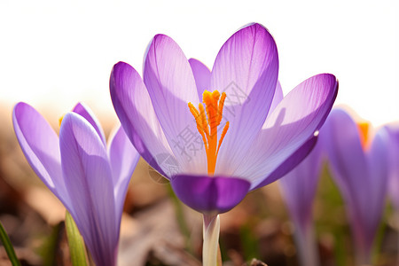 盛放的紫丁香背景图片