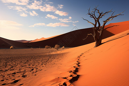 沙漠中死古的大树背景图片