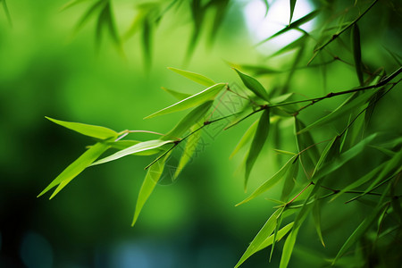 竹枝户外绿色的翠竹背景