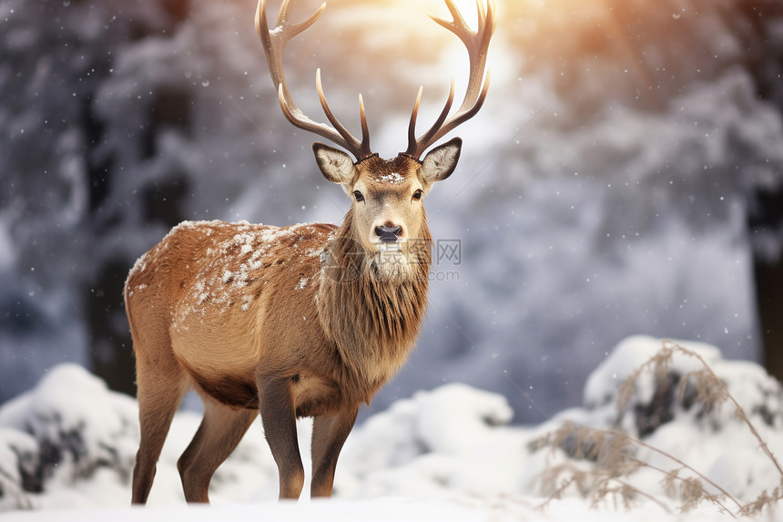 冬季的野生小鹿图片