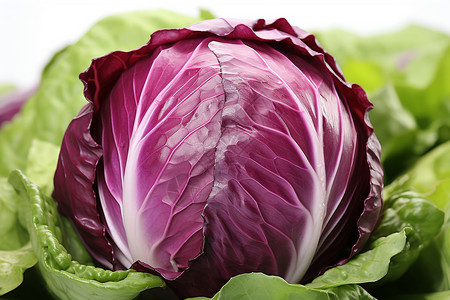 新鲜的蔬菜紫甘蓝图片