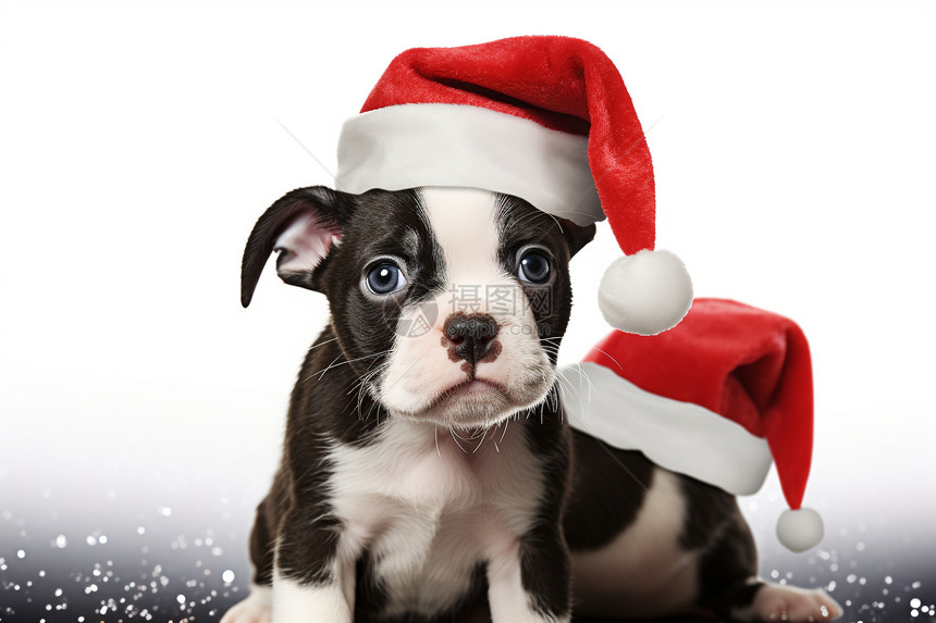 戴着圣诞帽子的小狗图片