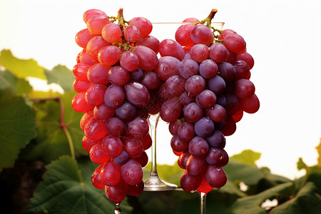 丰收的水果葡萄图片