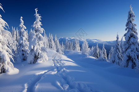 云杉树木风景蓝天下的雪景图背景