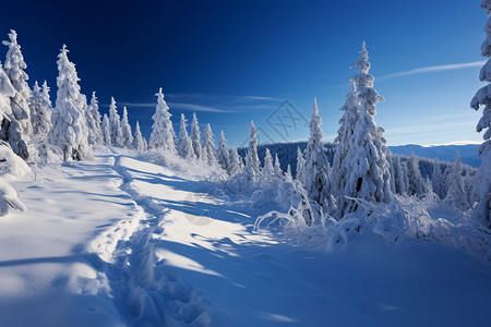 云杉树木风景白雪纷飞的森林背景