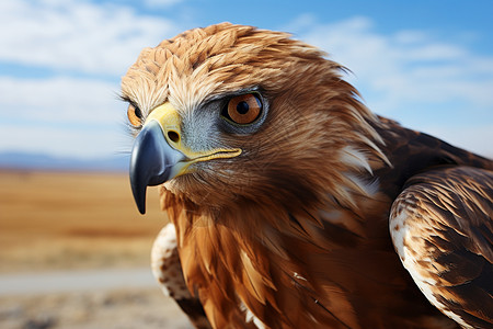 荒野中栖息的老鹰高清图片