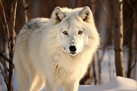 寒冬中的白狼图片