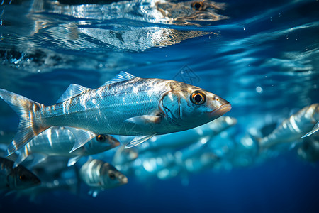 鱼养殖深蓝海洋中的游鱼背景
