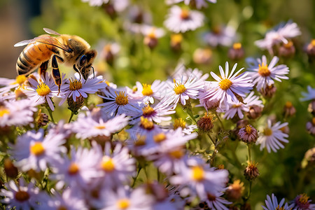 花朵上采蜜的蜜蜂背景图片