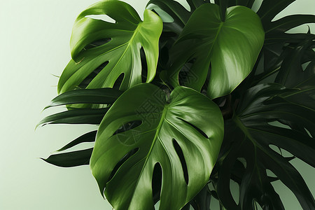 绿色的热带植物背景图片