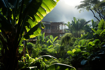 芭蕉树热带丛林中的小屋背景