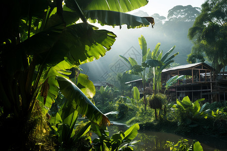 一棵芭蕉树芭蕉林里的小屋背景
