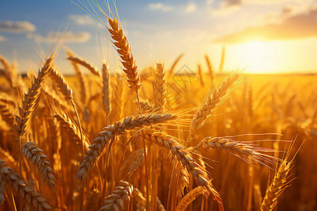 种小麦清晨日出下的麦田背景