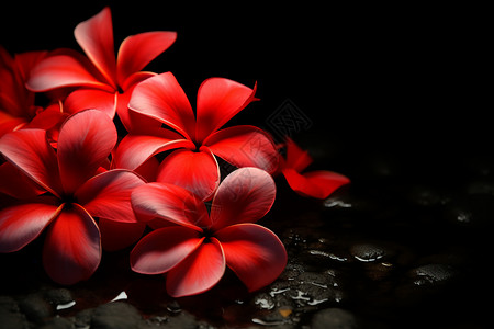 美丽的红花图片