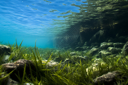 海底世界的植物图片