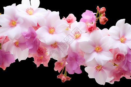 花香四溢的兰花背景图片