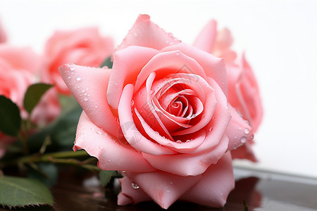 浪漫的粉红玫瑰背景图片
