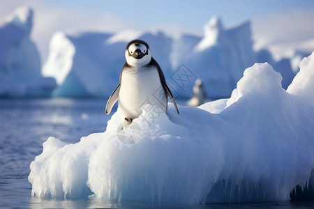 站在冰上企鹅企鹅在冬季的冰山上背景