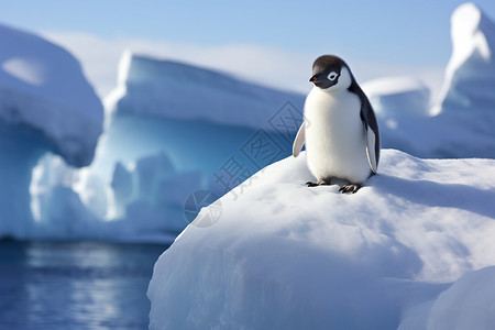 可爱冰欺凌冰山上的可爱企鹅背景