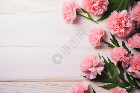 盛放的粉色康乃馨背景图片