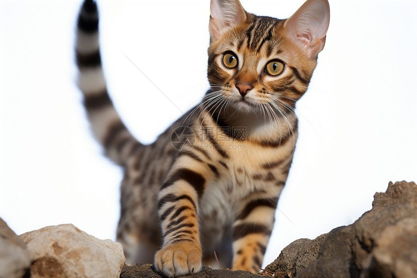 猫咪站在石头堆上图片