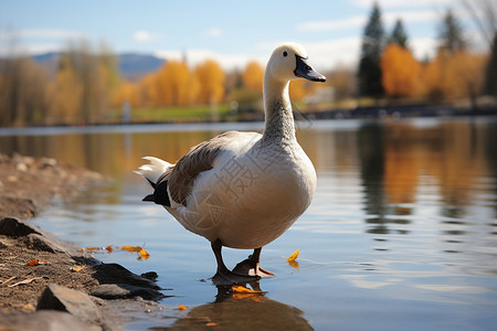 秋日湖畔的鸭子动物高清图片素材