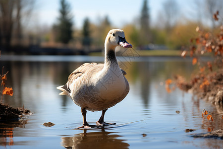 小鸭子在湖水中可爱高清图片素材
