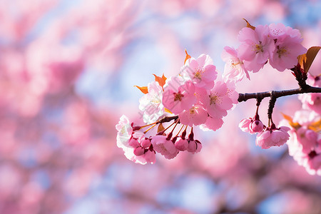 春天的美丽樱花背景图片