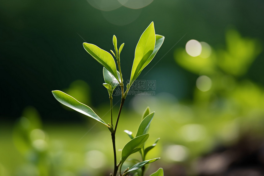 农业种植的幼苗田野图片