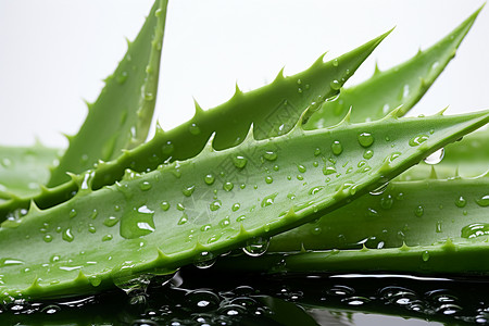多汁水滴的芦荟植物背景图片