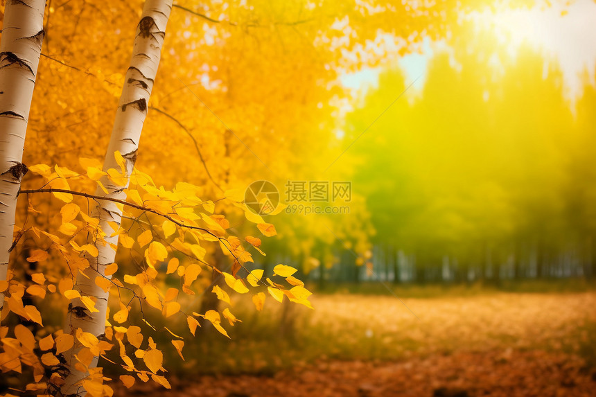 秋季瑰丽森林景象图片