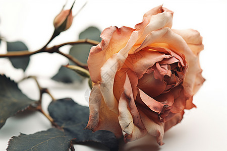 消逝美丽的玫瑰花朵图片