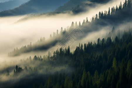 晨雾笼罩下的山谷美景图片