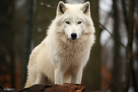 孤独之王的白狼图片