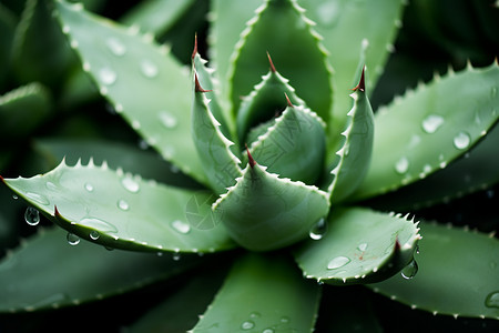 满是露水的仙人掌植物背景图片