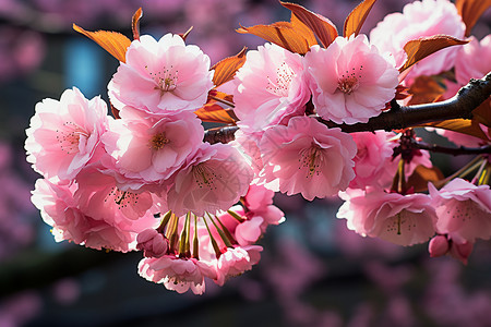 好梦如旧花开如梦的樱花花朵背景