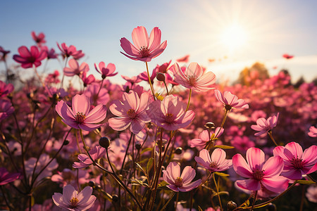 夏季花园中盛开的美丽雏菊花朵图片