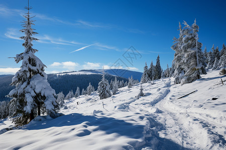 白雪皑皑的雪山森林景观图片