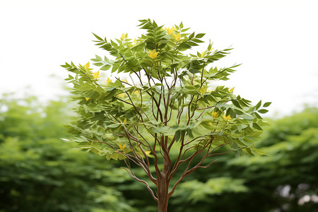 茂盛生长的树苗背景图片