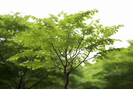 夏季嫩绿的树苗背景图片