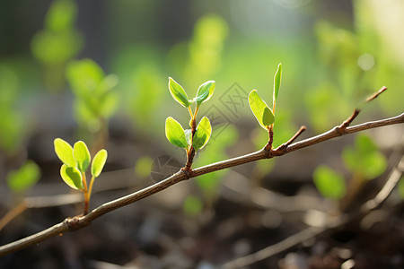 春季生长的幼苗嫩绿高清图片素材