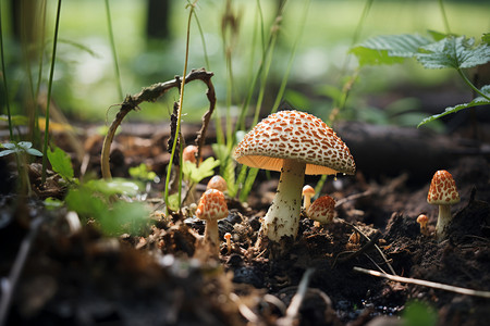 树丛中野生的蘑菇新鲜高清图片素材