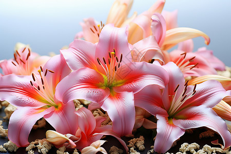 粉色百合花桌面美丽的百合花花束背景