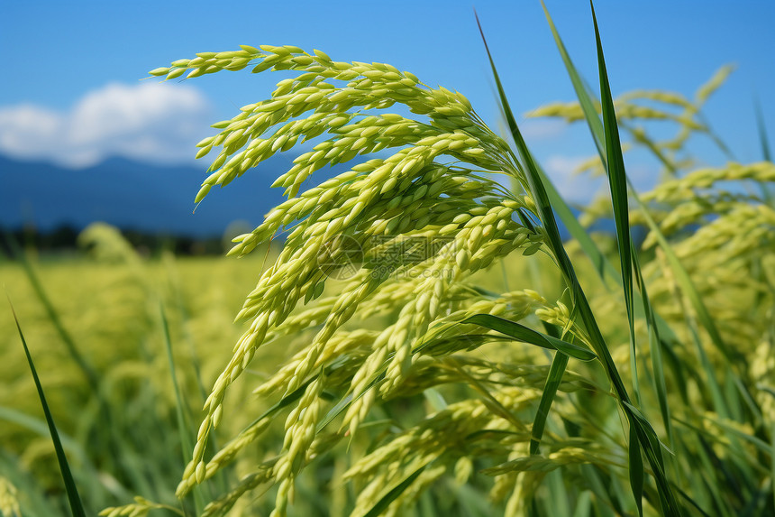 夏季生长的绿色水稻图片
