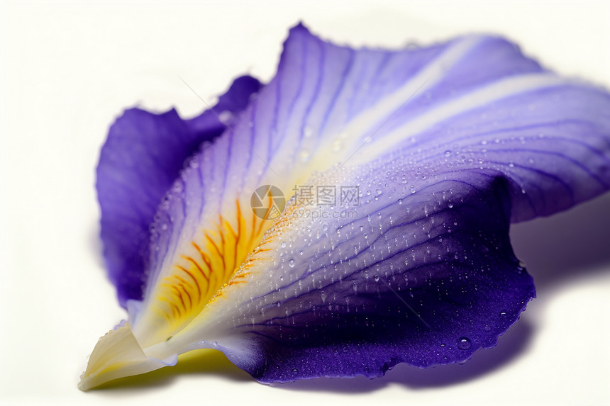 紫色的花边图片