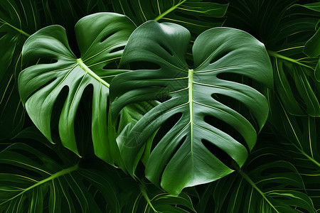 热带植物的枝叶背景图片
